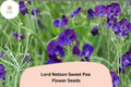 Lord Nelson Sweet Pea Seeds – 50 Fragrant Purple Flowers for Trellis & Cut Flowers