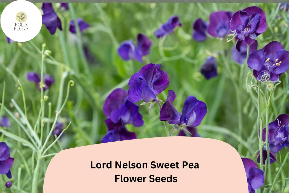 Lord Nelson Sweet Pea Seeds – 50 Fragrant Purple Flowers for Trellis & Cut Flowers