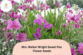 50 Mrs Walter Wright Sweet Pea Seeds – Fragrant Pink Flowers for Garden Trellis