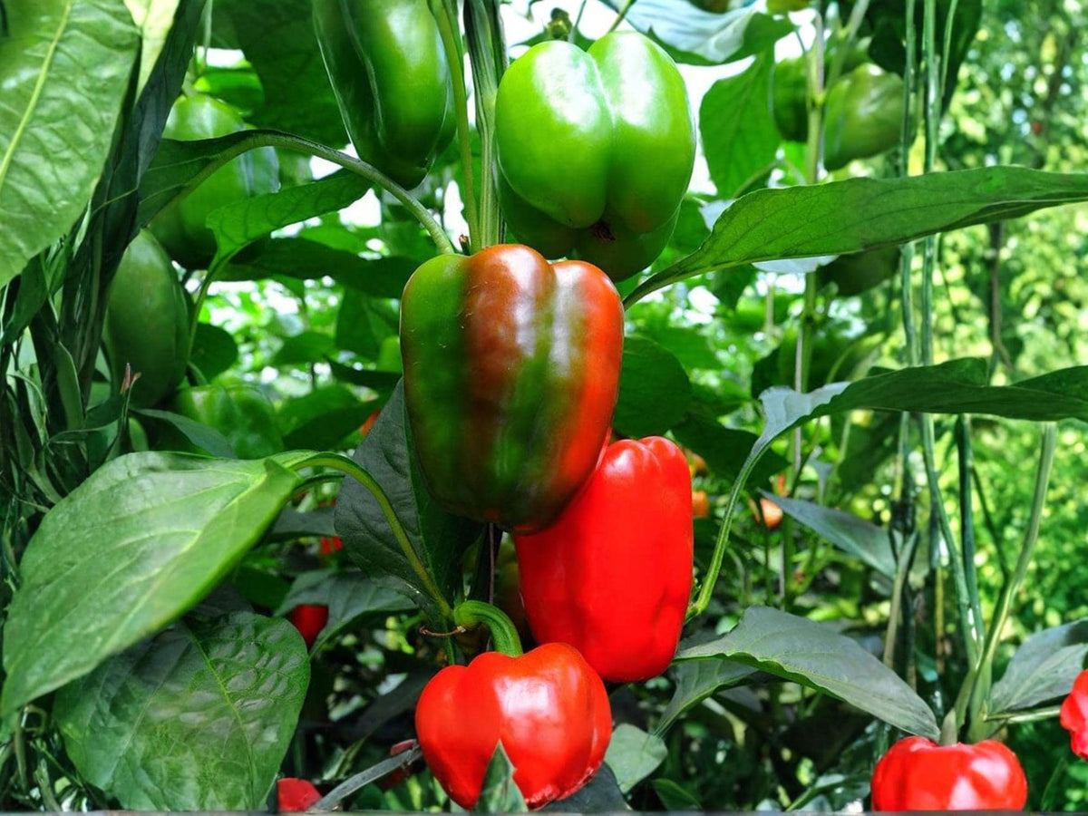 California Wonder 300 Sweet Bell Pepper Seeds – Heirloom, Non-GMO, 25 Seeds
