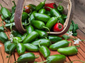 Early Jalapeño Hot Pepper Seeds – Heirloom, Non-GMO, Fast Growing Chili (25 Seeds)