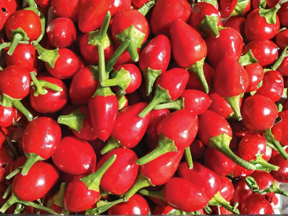 Chiltepin Hot Pepper Seeds – Wild Tepin Chili, Heirloom Non-GMO, 25 Seeds