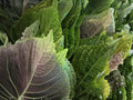 Perilla Shiso Korean Herb Seeds – Green Leaves, Non-GMO Culinary, 500 Seeds