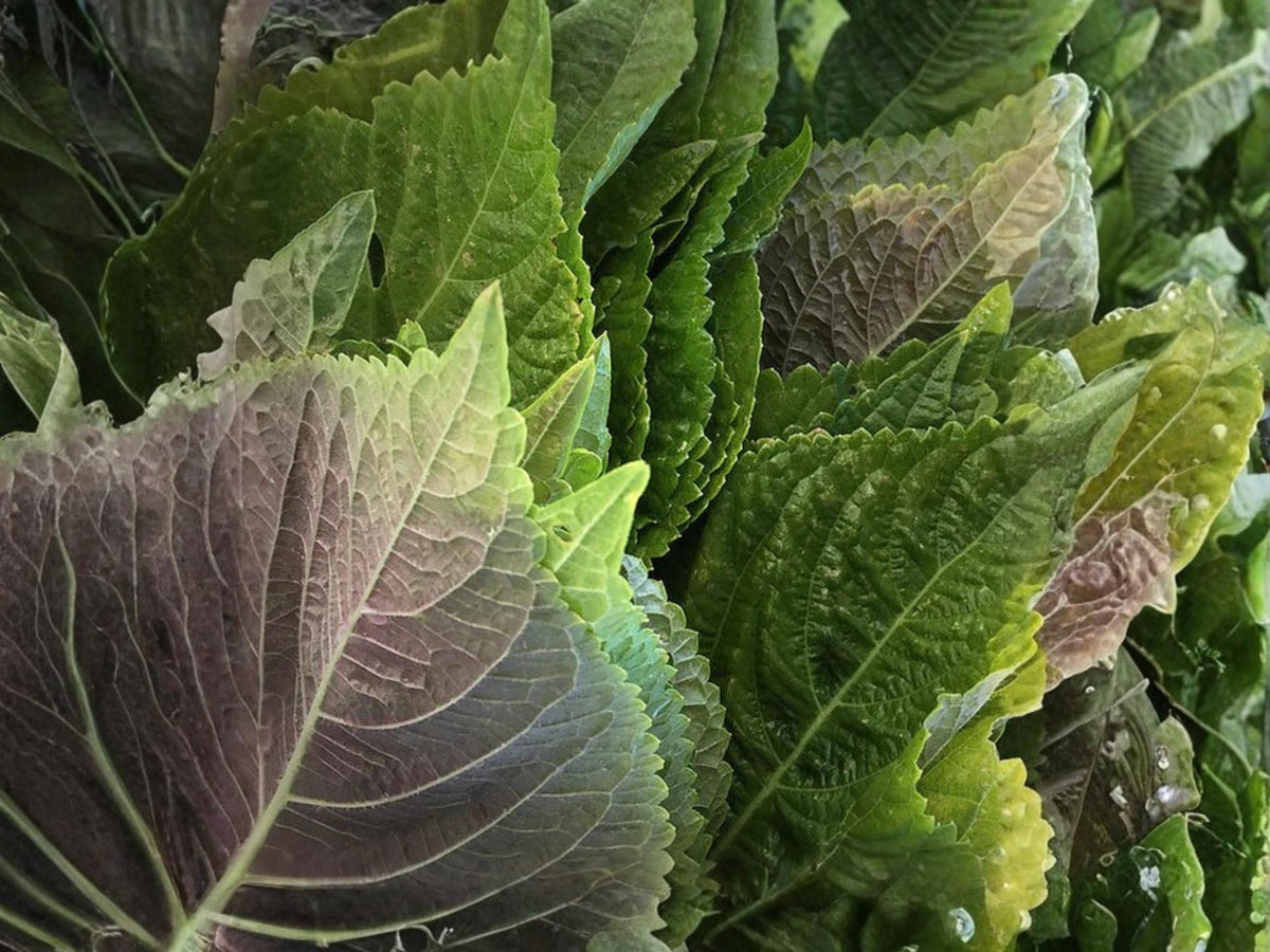 Perilla Shiso Korean Herb Seeds – Green Leaves, Non-GMO Culinary, 500 Seeds
