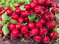 Cherry Belle Radish Seeds – Classic Red Heirloom, Fast Growing, Non-GMO, 100 Seeds