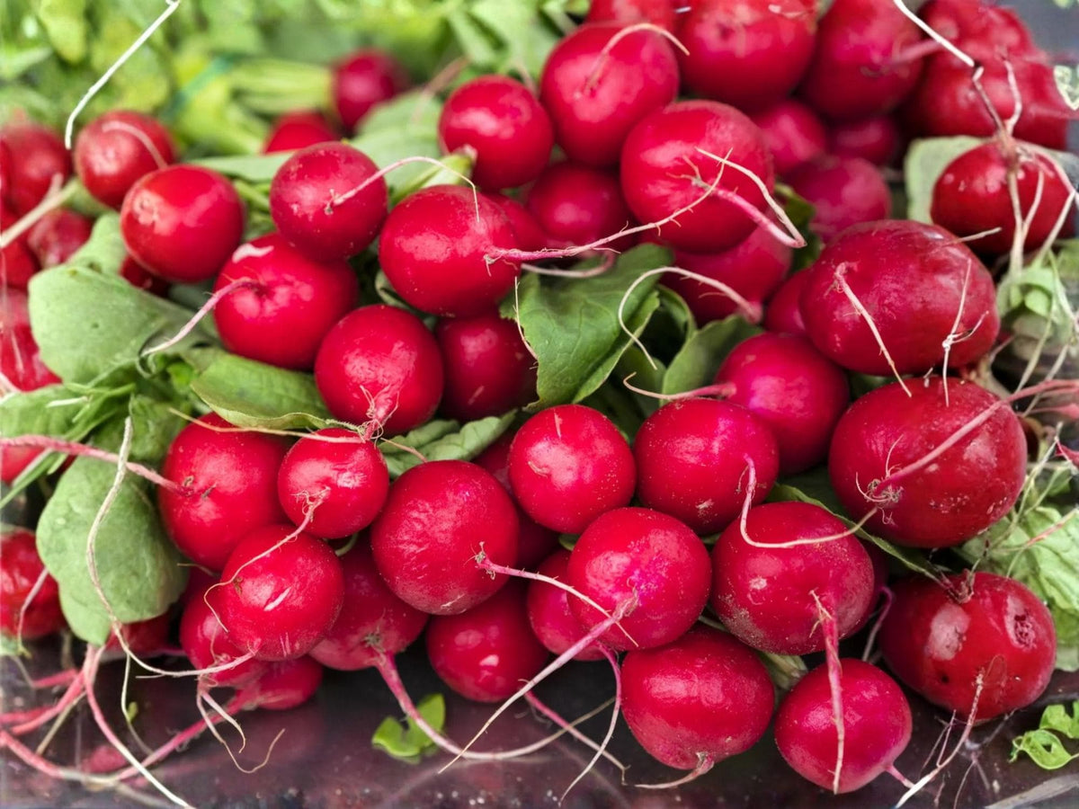 Cherry Belle Radish Seeds – Classic Red Heirloom, Fast Growing, Non-GMO, 100 Seeds