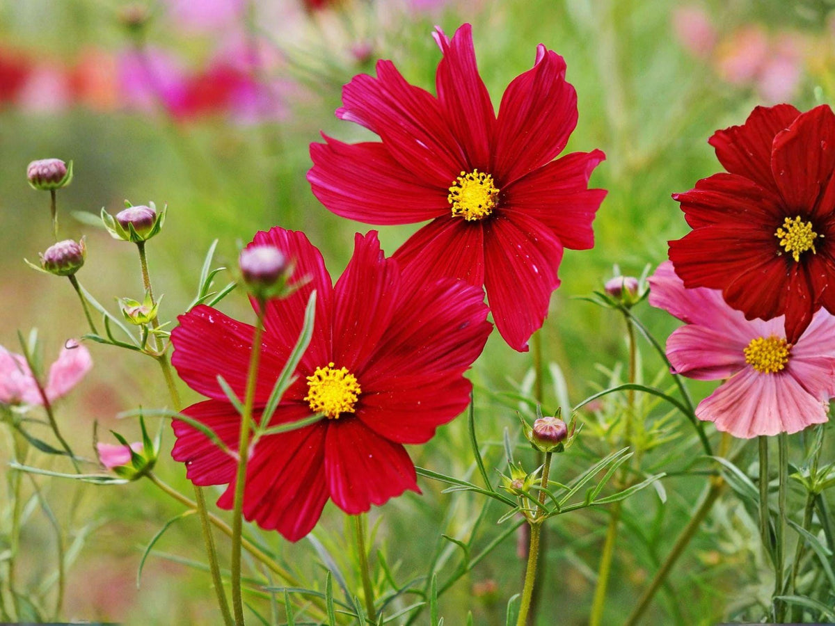 100 Cosmos Dazzler Seeds – Deep Red Annual Flower, Pollinator Friendly