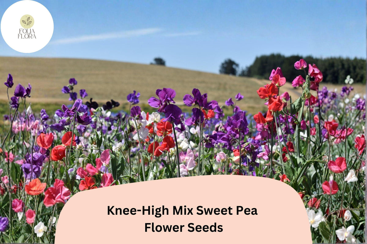 Knee-High Mix Sweet Pea Seeds – 50 Lathyrus odoratus Dwarf Mixed Colors for Planting