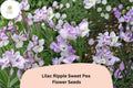 50 Lilac Ripple Sweet Pea Seeds - Lathyrus odoratus Purple Vine Flower