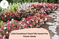 Little Sweetheart Dwarf Mix Sweet Pea Seeds – 50 Mixed Color Lathyrus odoratus Flowers