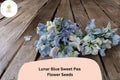 50 Lunar Blue Sweet Pea Seeds - Lathyrus odoratus Cottage Garden Vine