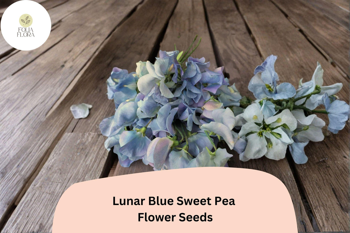 50 Lunar Blue Sweet Pea Seeds - Lathyrus odoratus Cottage Garden Vine