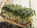 Curled Garden Cress Seeds – Pepper Cress for Microgreens & Salads – 1000 Seeds
