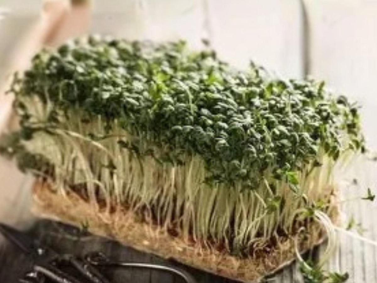 Curled Garden Cress Seeds – Pepper Cress for Microgreens & Salads – 1000 Seeds