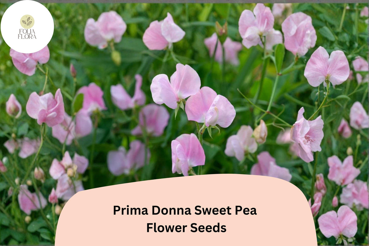 50 Prima Donna Sweet Pea Seeds – Fragrant Rosy Pink Flowers for Garden Trellis