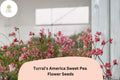 50 Turral's America Sweet Pea Seeds - Red & White Striped Heirloom