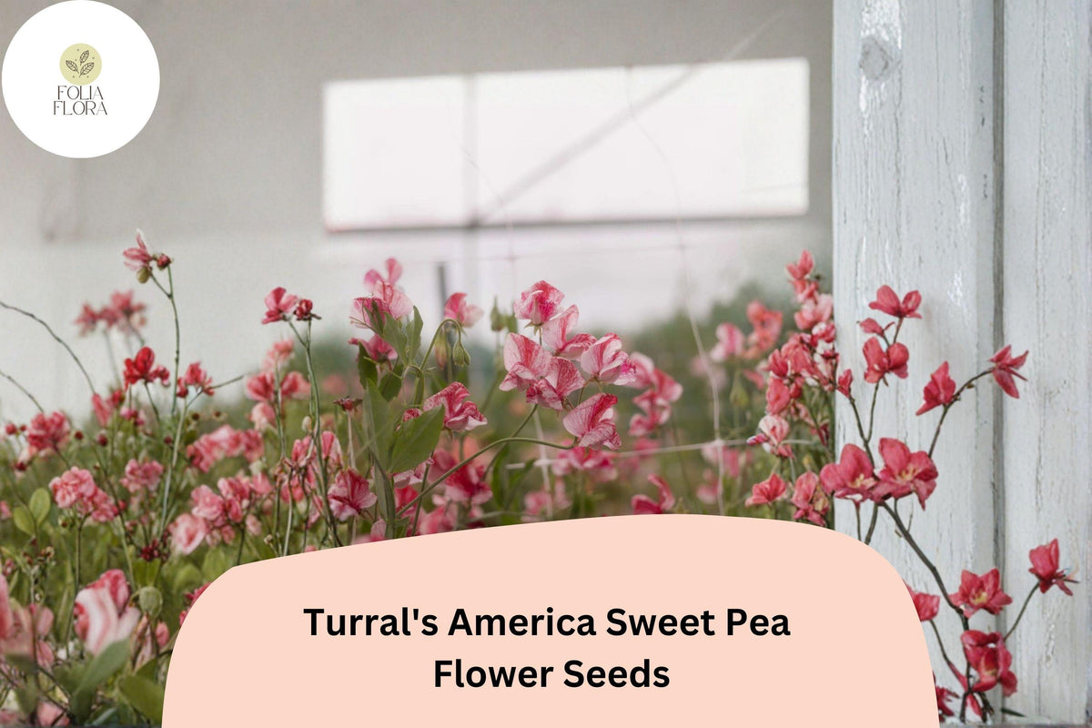 50 Turral's America Sweet Pea Seeds - Red & White Striped Heirloom