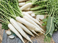 Japanese Minowase Daikon Radish Seeds – Long White Heirloom, Non-GMO, 100 Seeds