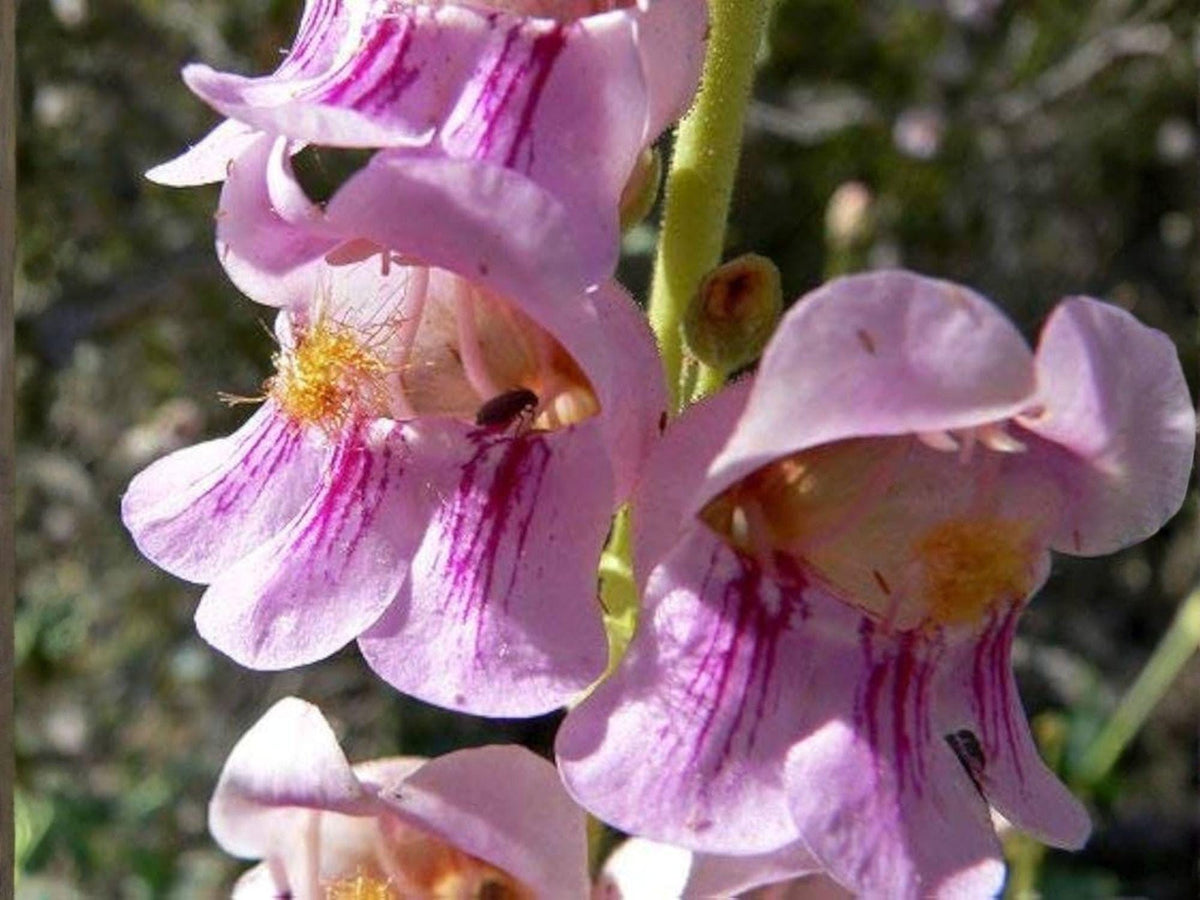 50 Palmer's Penstemon Seeds - Pink Wildflower Perennial