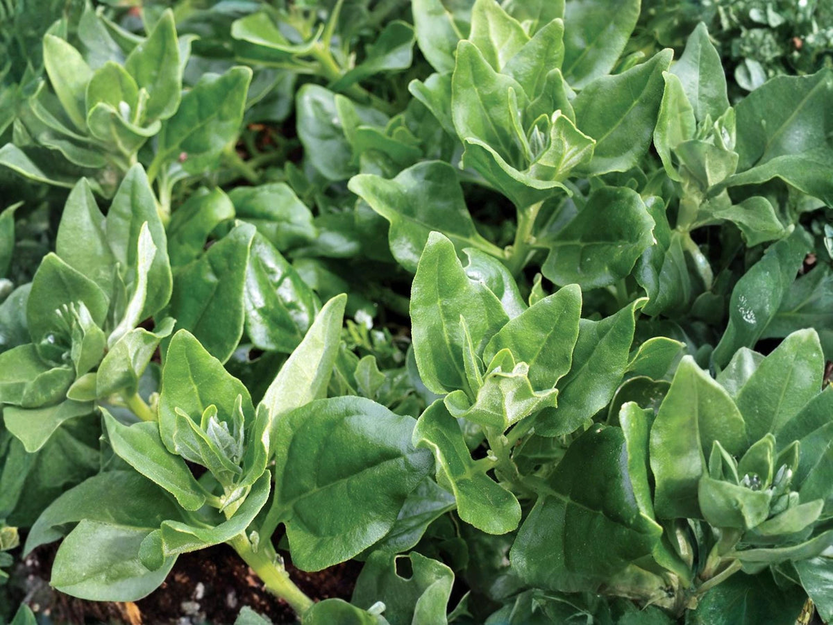 New Zealand Spinach Seeds – Heat Tolerant Heirloom Non-GMO Vegetable, 100 Seeds