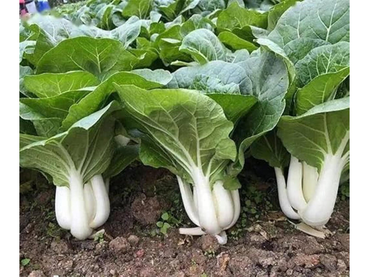 300 Dwarf Pak Choi Seeds – Baby Bok Choy, Compact Asian Greens