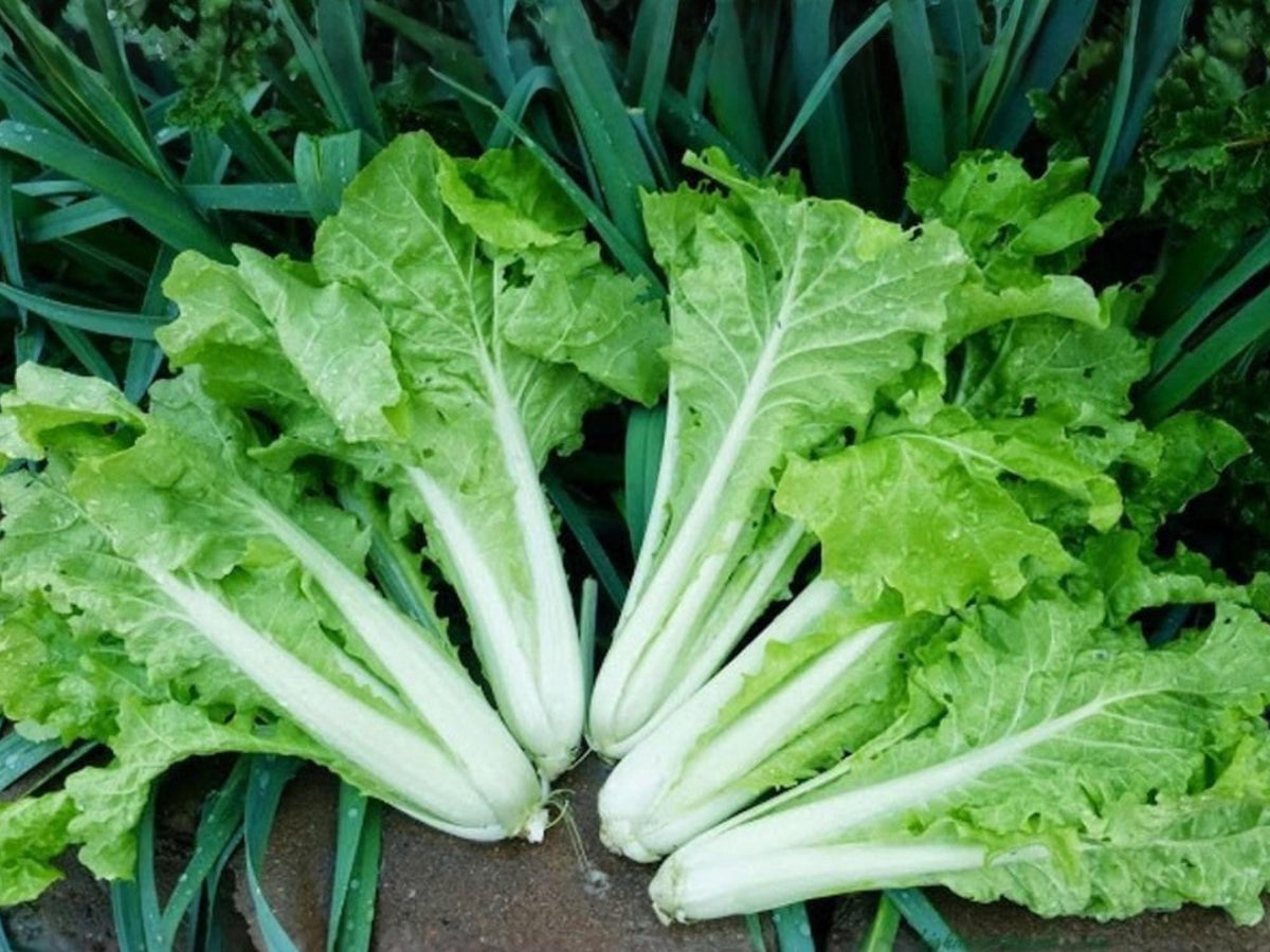 Fun Jen Frilly Leaf Pak Choi Seeds – 100 Hybrid Bok Choy Seeds for Planting