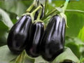 Black Beauty Eggplant Seeds – Heirloom Classic Variety, Large Glossy Fruit, 100 Seeds