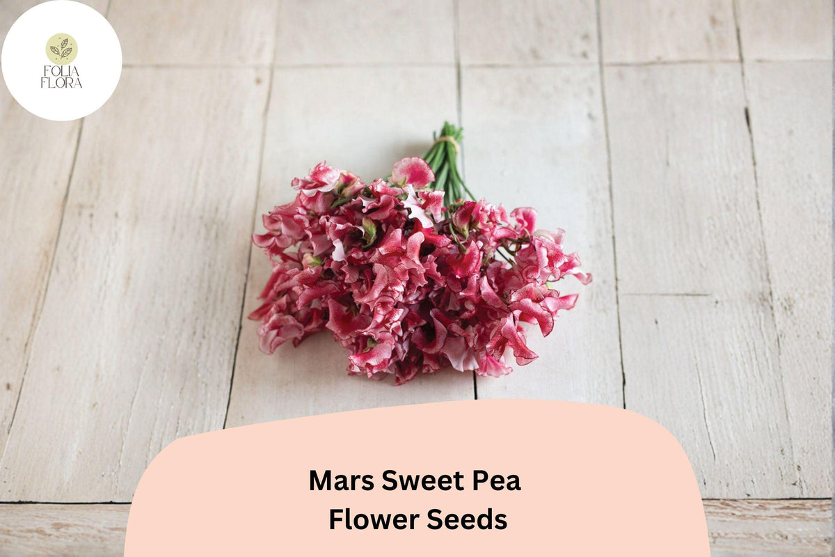 Mars Sweet Pea Seeds - 50 Lathyrus odoratus Deep Red Flowers for Garden Planting