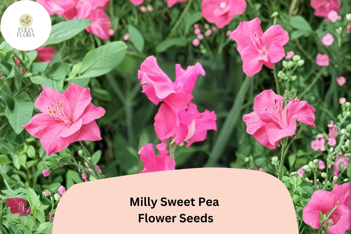Milly Sweet Pea Seeds - 50 Lathyrus odoratus Soft Pastel Flowers for Garden Planting