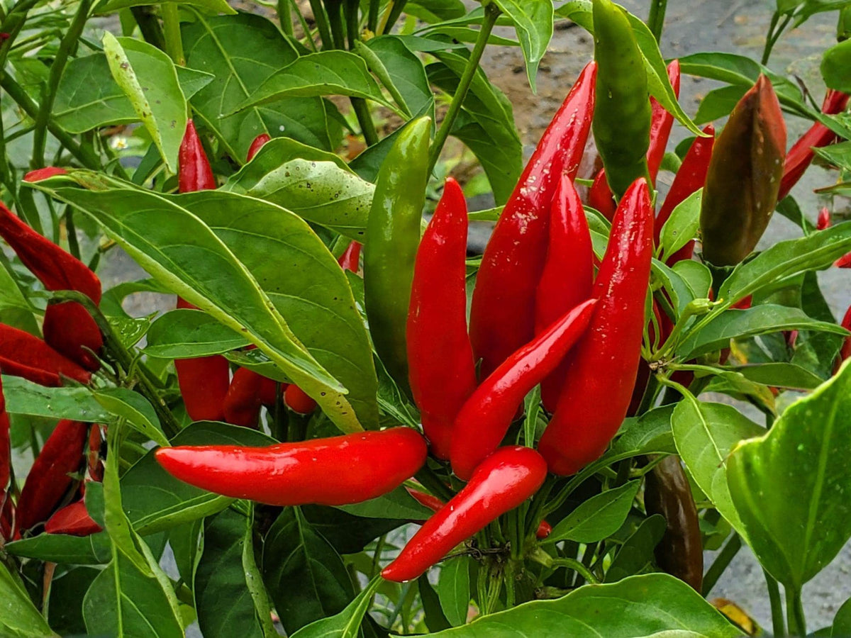 25 Thai Bird Chili Seeds - Heirloom Extra Hot Pepper for Planting