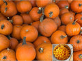 10 Heirloom Small Sugar Pumpkin Seeds – Sweet Pie Baking Variety