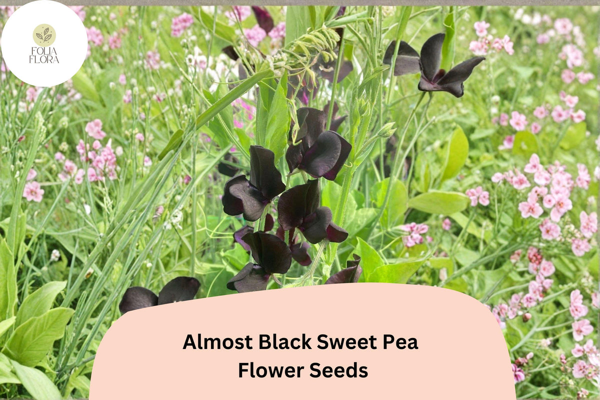 Almost Black Sweet Pea Seeds - Lathyrus odoratus Deep Maroon Blooms for Garden Planting (50 Seeds)