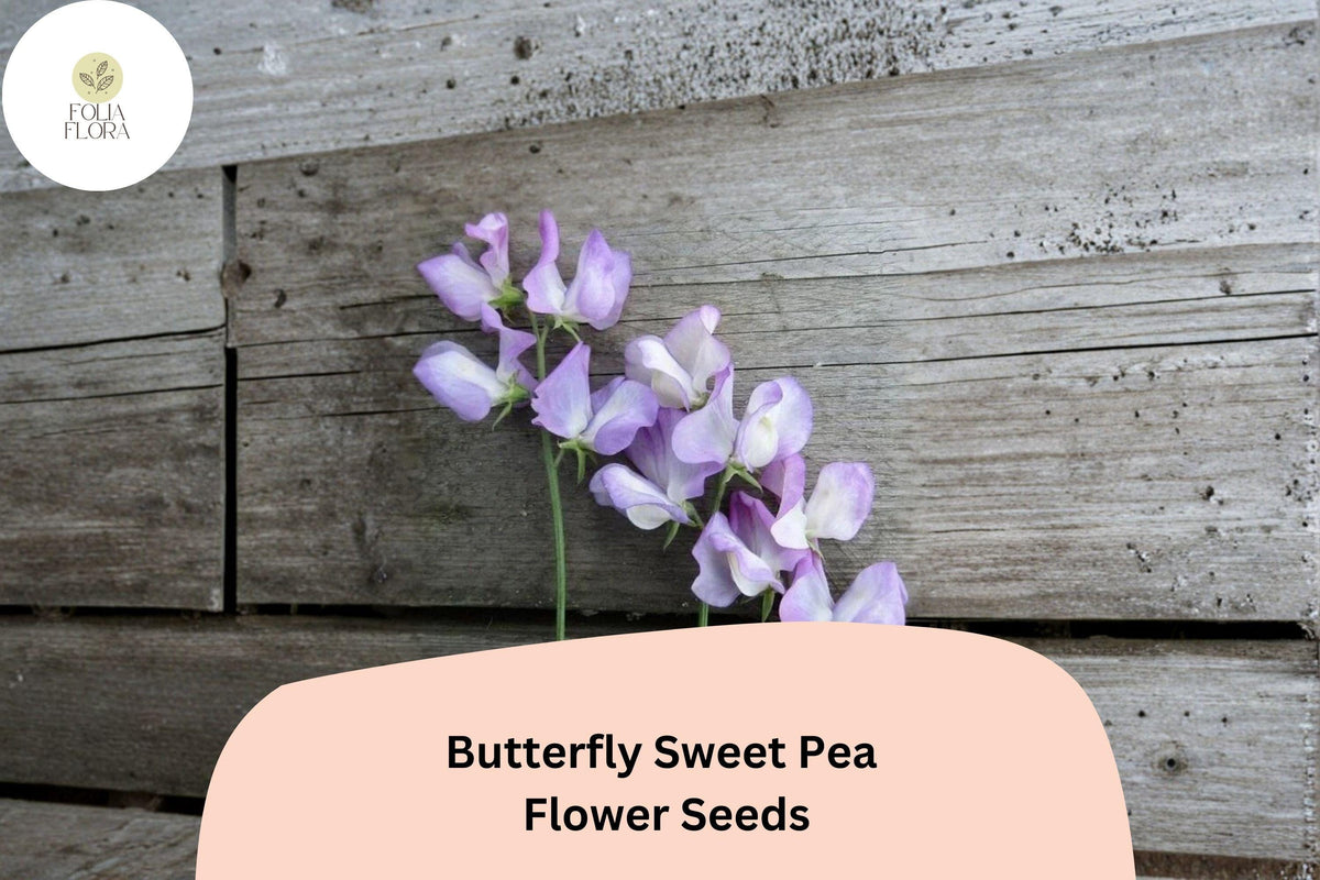 Butterfly Sweet Pea Seeds - Lathyrus odoratus Bicolor Winged Blooms for Garden Planting (50 Seeds)