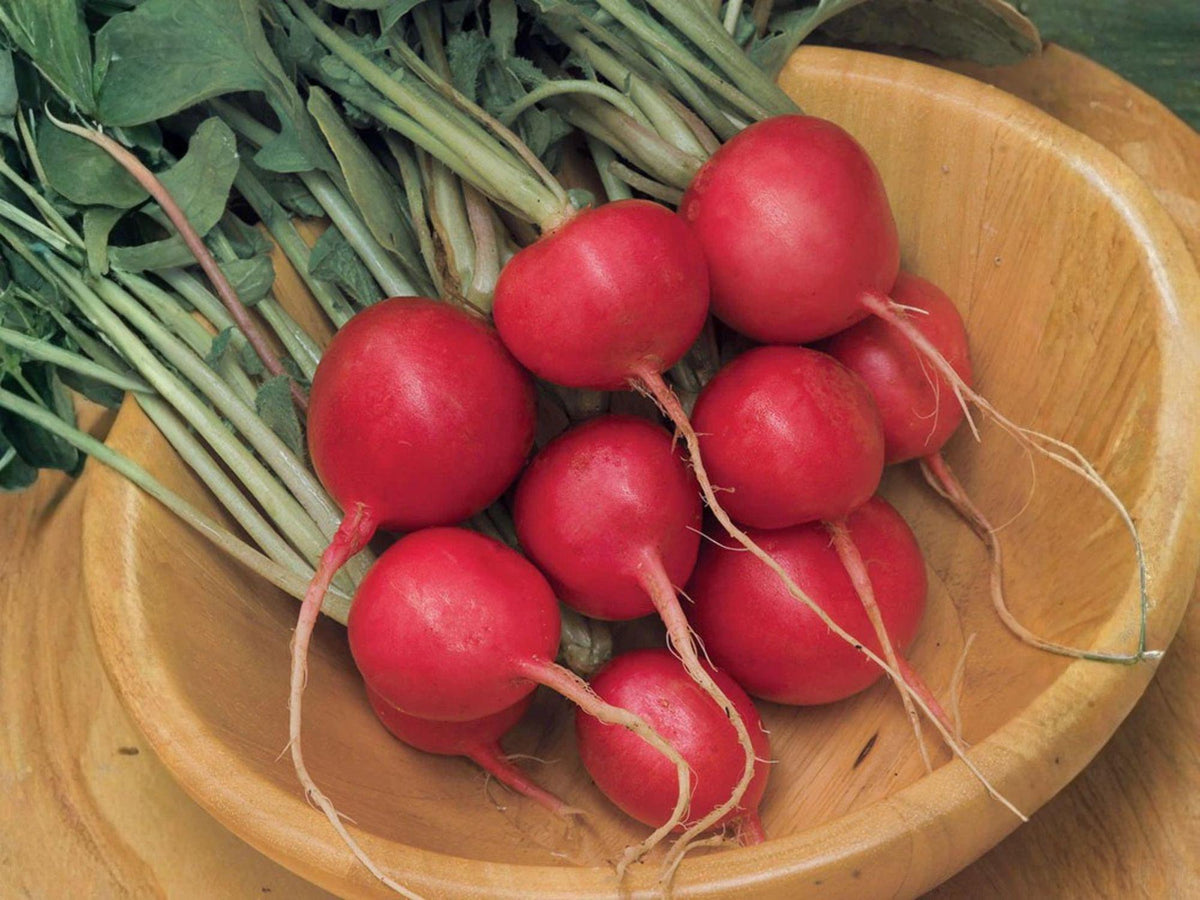 100 Cherry Belle Radish Seeds – Heirloom Red, Fast Growing
