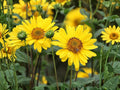 Early Sunflower Seeds – Heliopsis helianthoides Native Perennial, 100 Non-GMO Seeds