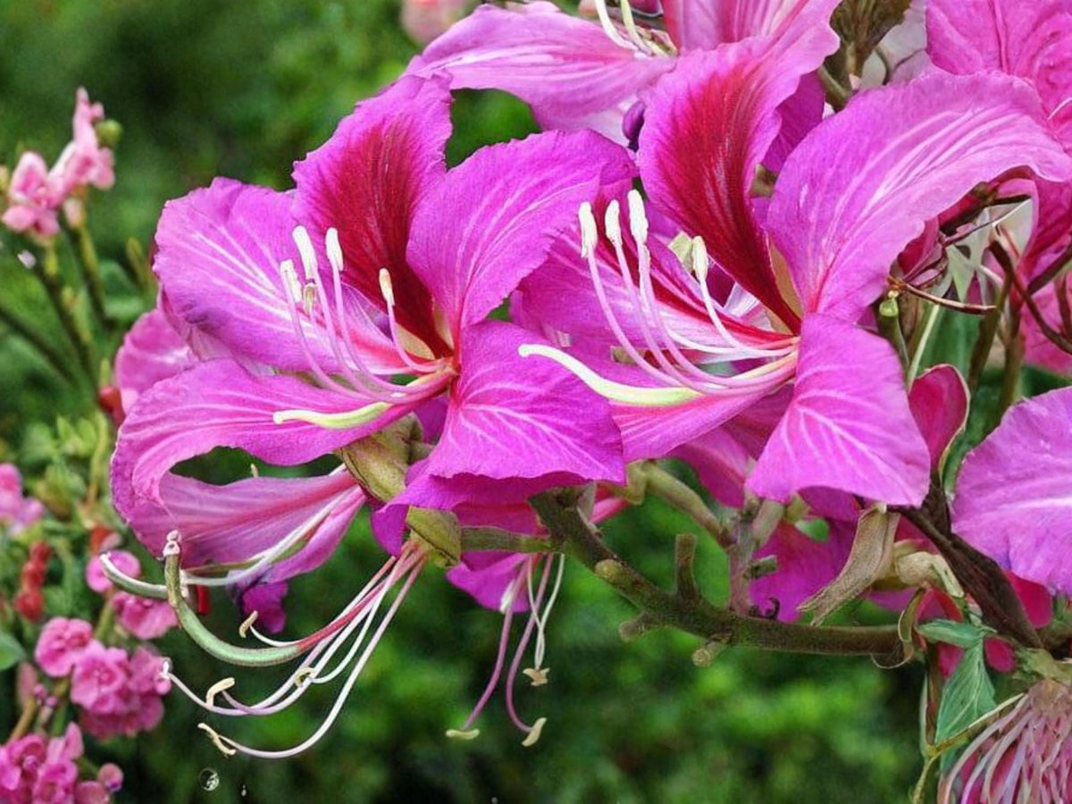Bauhinia purpurea Purple Orchid Tree 10 Seeds Tropical Flowering Ornamental