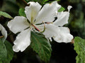 Bauhinia alba White Orchid Tree 10 Seeds – Tropical Flowering Ornamental