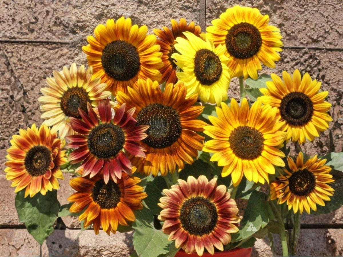15 Autumn Beauty Sunflower Seeds – Heirloom Multi-Color Pollinator Flower