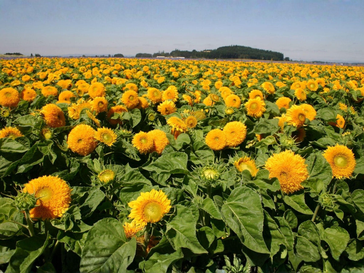 Teddy Bear Sunflower Seeds – 15 Dwarf Sungold Fluffy Double Blooms
