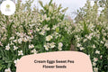 50 Cream Eggs Sweet Pea Seeds - Bicolor Climbing Vine Flower Seeds