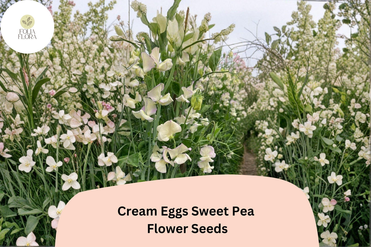 50 Cream Eggs Sweet Pea Seeds - Bicolor Climbing Vine Flower Seeds