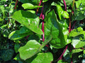 50 Malabar Spinach Red Stem Seeds | Heat Tolerant Tropical Vegetable