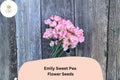 Emily Sweet Pea Seeds - 50 Lathyrus odoratus Soft Pink Blooms for Garden Planting