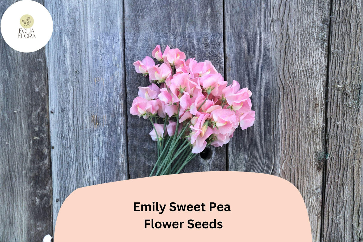Emily Sweet Pea Seeds - 50 Lathyrus odoratus Soft Pink Blooms for Garden Planting