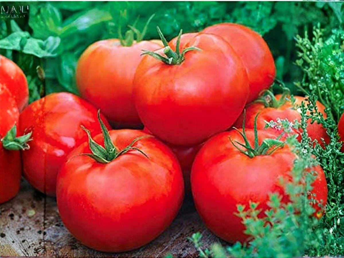 30 Ace 55 Tomato Seeds – Heirloom Low Acid Determinate Seeds