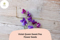 50 Violet Queen Sweet Pea Seeds – Fragrant Violet Purple Flowers for Garden Trellis