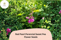 50 Red Pearl Sweet Pea Seeds - Perennial Climbing Vine for Gardens