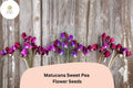 Matucana Sweet Pea Seeds - 50 Seeds | Lathyrus odoratus Maroon Purple Bicolor Blooms