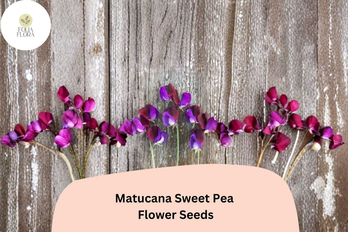 Matucana Sweet Pea Seeds - 50 Seeds | Lathyrus odoratus Maroon Purple Bicolor Blooms