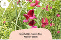 50 Monty Don Sweet Pea Seeds - Red Climbing Vine for Cottage Gardens